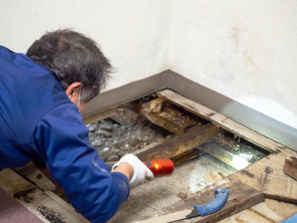 Best Mold Remediation  in Silver Lakes, CA