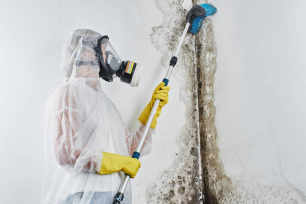 Best Emergency Mold Removal  in Silver Lakes, CA