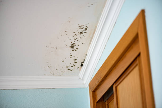 Best Crawl Space Mold Removal  in Silver Lakes, CA