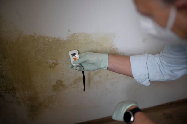 Best Residential Mold Removal  in Silver Lakes, CA