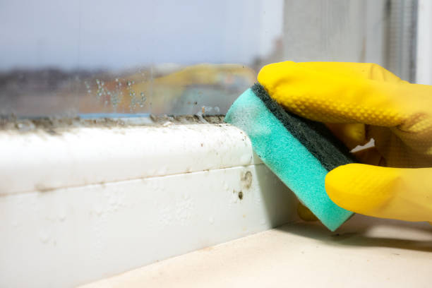 Best Toxic Mold Removal  in Silver Lakes, CA