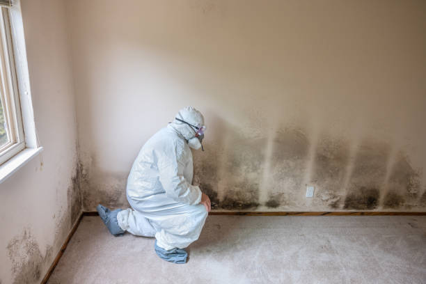 Silver Lakes, CA Mold Removal Company