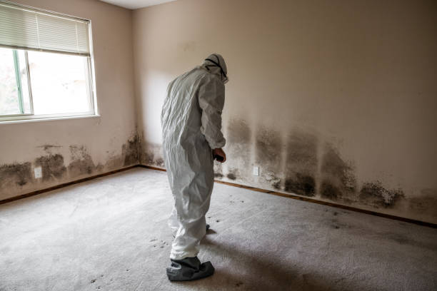 Best Mold Removal Company Near Me  in Silver Lakes, CA