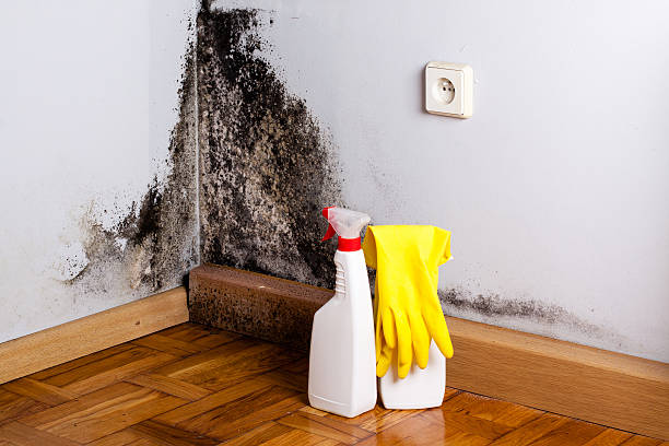 Best Same-Day Mold Removal  in Silver Lakes, CA